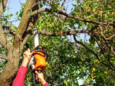 Improves tree health.